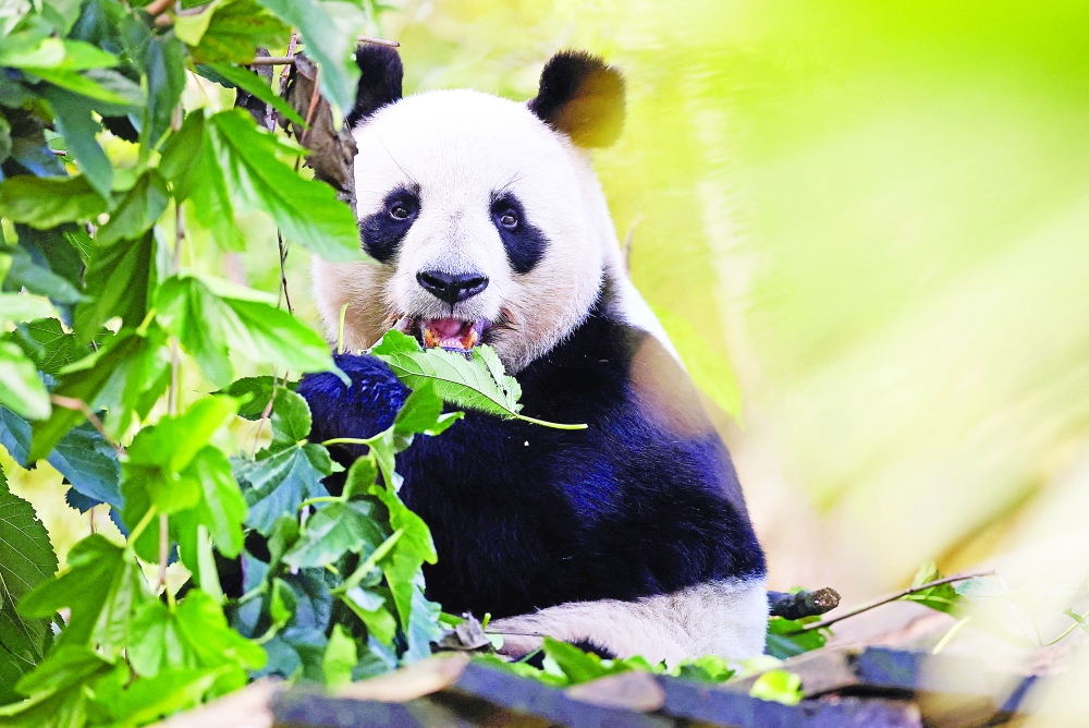 هل تشهر اليابان بطاقة الرفض بوجه «دبلوماسية الباندا» الصينية؟ #صحيفة_الخليج 