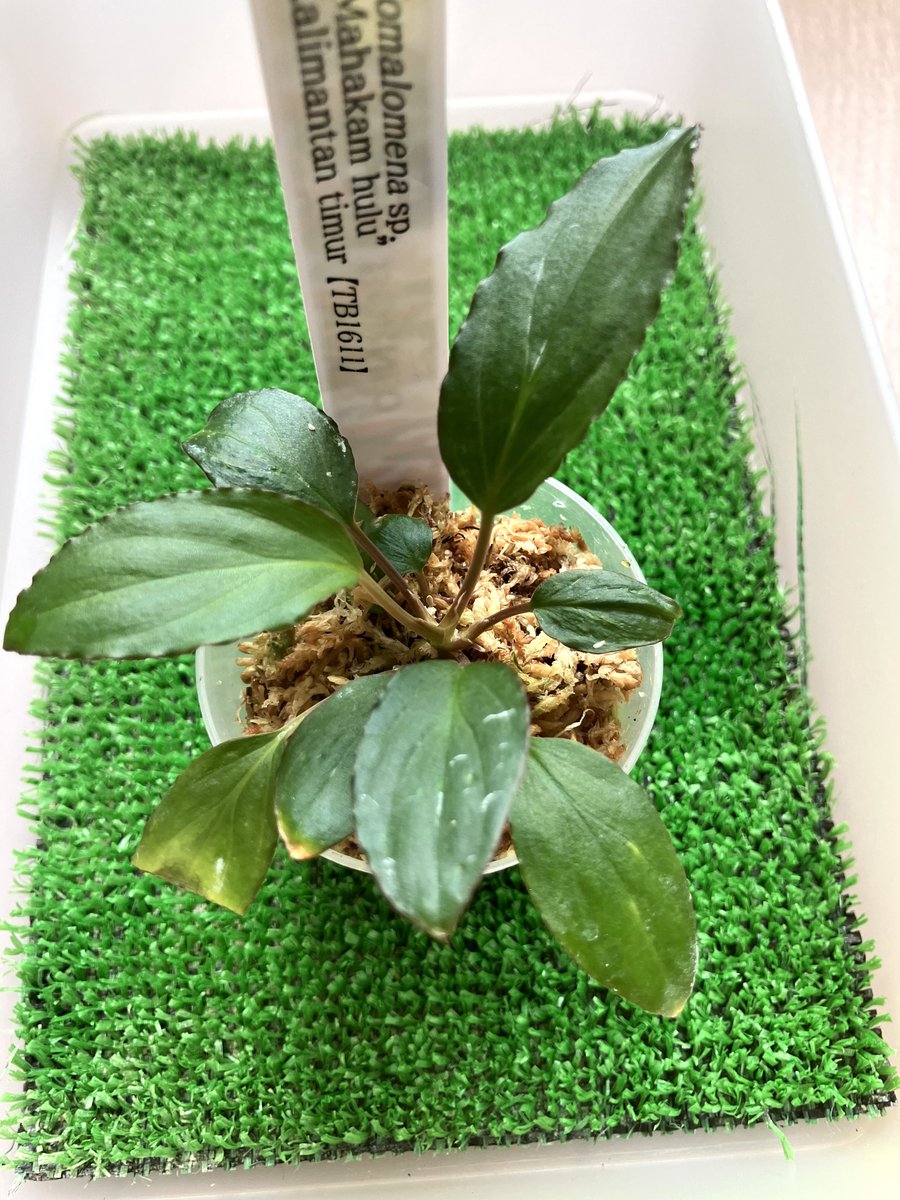 iMac (@mac_iha) / Posts / X