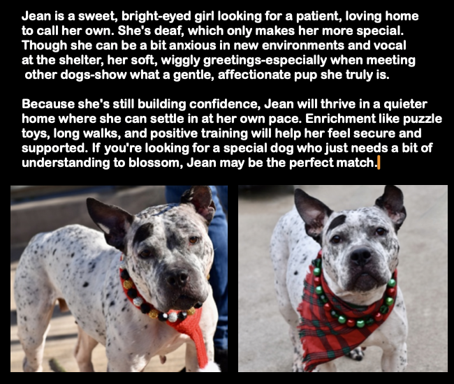 BeeDoDoobieDo's tweet photo. Meet Jean again~ she resides at Staten Island ACC #16DaysinShelter #HiddenDevotion
♥️Great girl, an overbred mama abandoned by her humans♥️Jean is pure LOVE♥️Pledge
♥️SaveAShelterDog ♥️FostersSaveLives♥️
https://t.co/YhyuRVOKsA ✨go meet your
new winter blanket🔥 #SaveJean