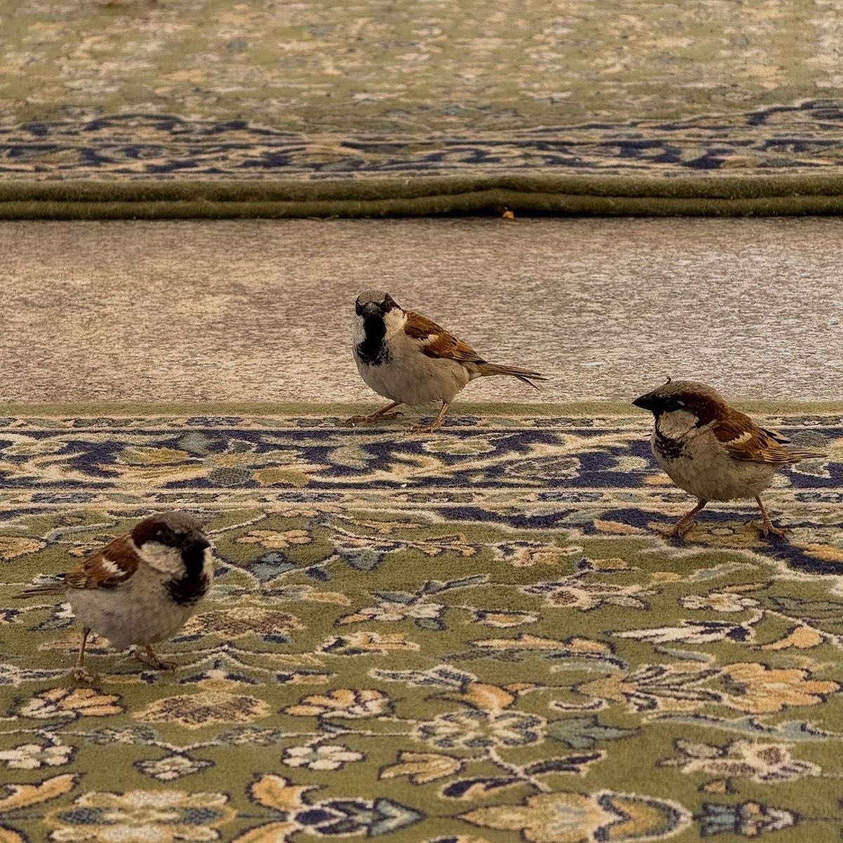 "قَد وَزَّع اللهُ بَينَ الخَلقِ رزقَهُمُ
لَم يَخلُق اللهُ مِن خَـلقٍ يُضَيِّعُهُ"