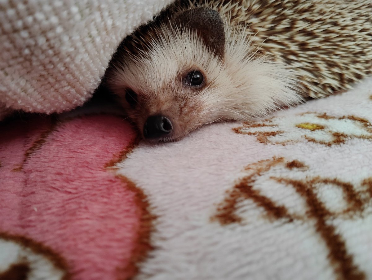 朝、少しだけ一緒の布団で過ごす時間が好きすぎる( *ˊᵕˋ* )💗