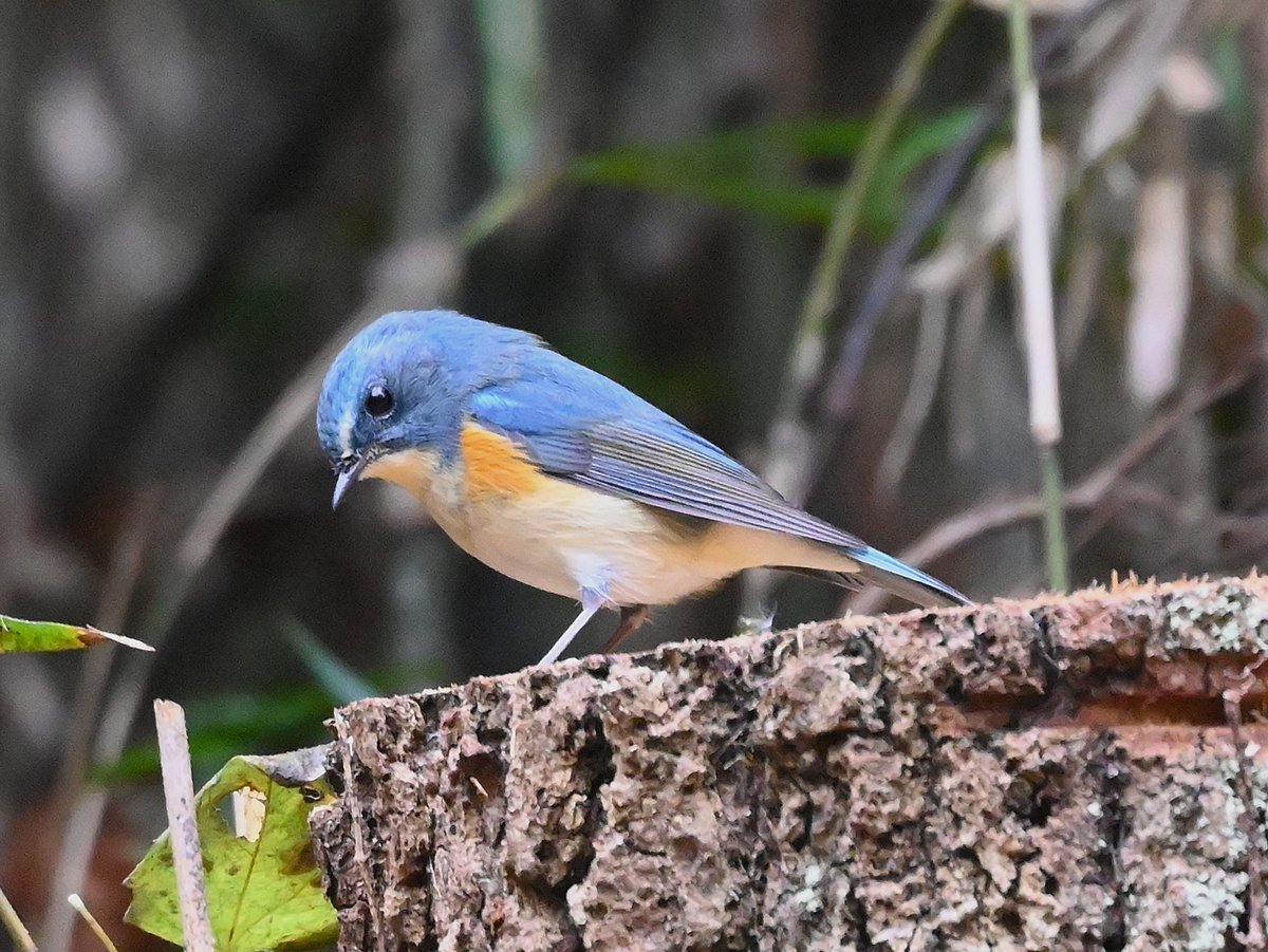 cedar (@HFkyzWaEGt49744) / Posts / X