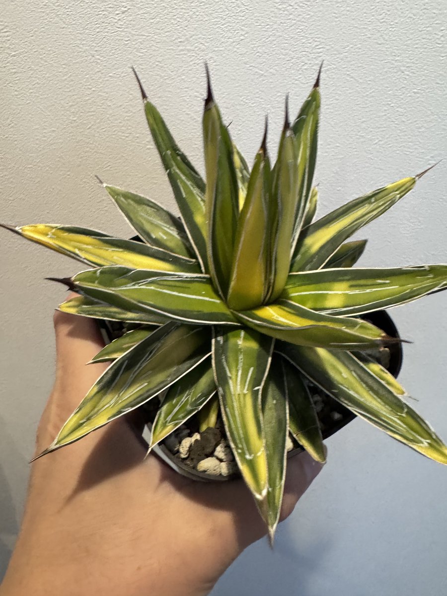 笹の雪の覆輪、サンキング、氷山