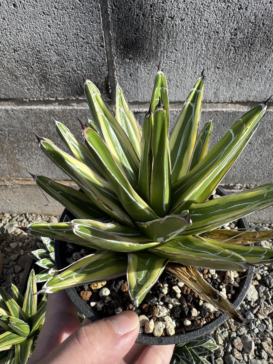 笹の雪の覆輪、サンキング、氷山