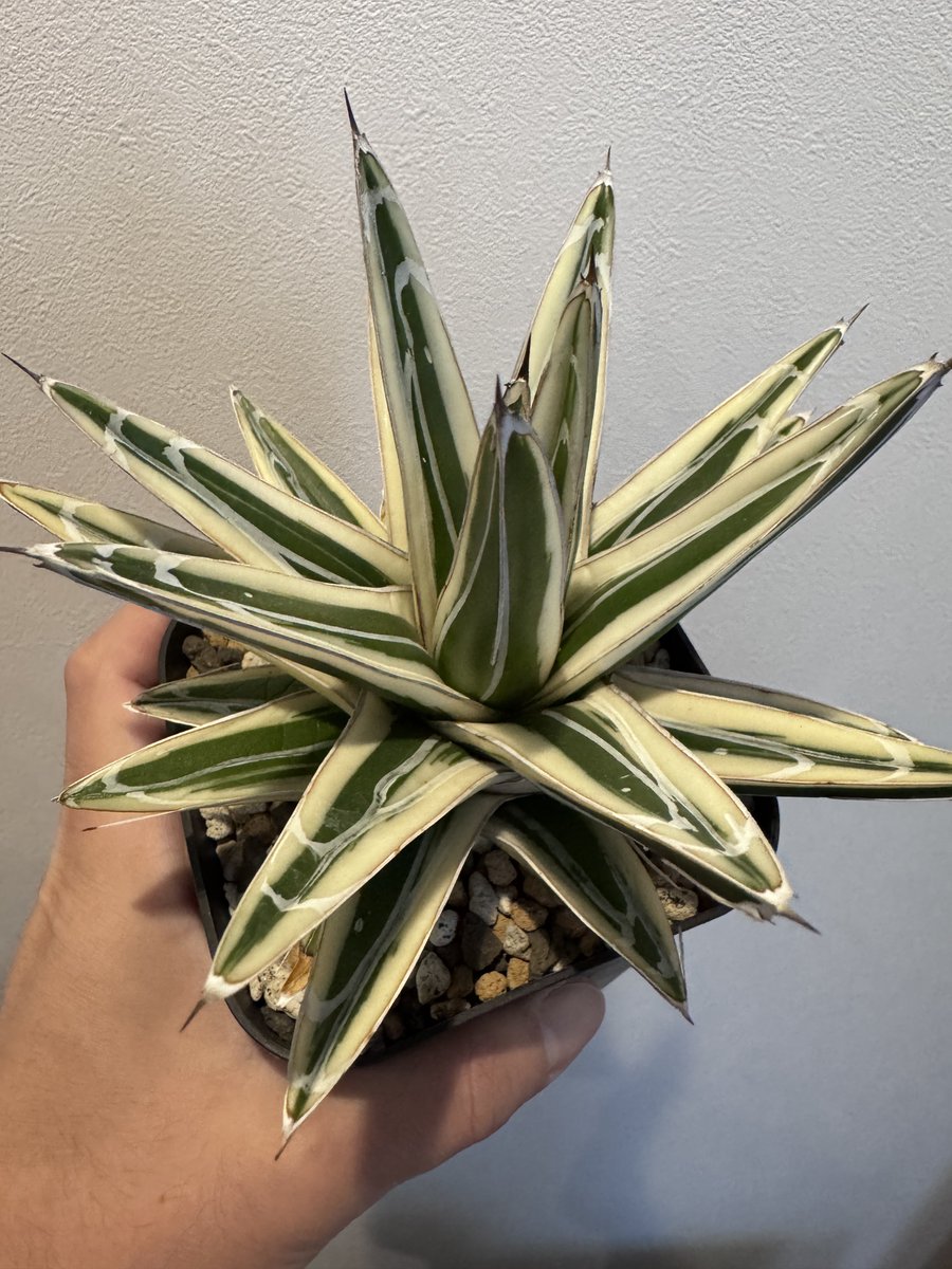 笹の雪の覆輪、サンキング、氷山