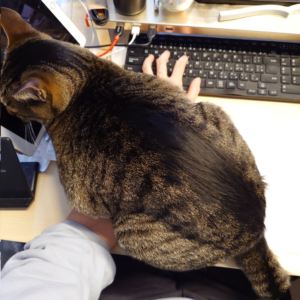 ちびすけ ちびすけです - Twitch