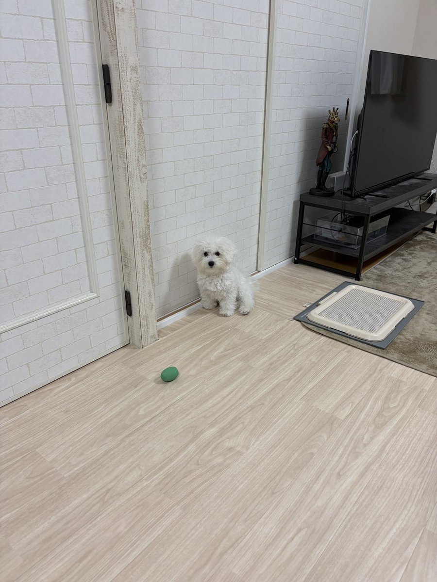 ざわっちだったよ (@zawazawa0317) / Posts / X