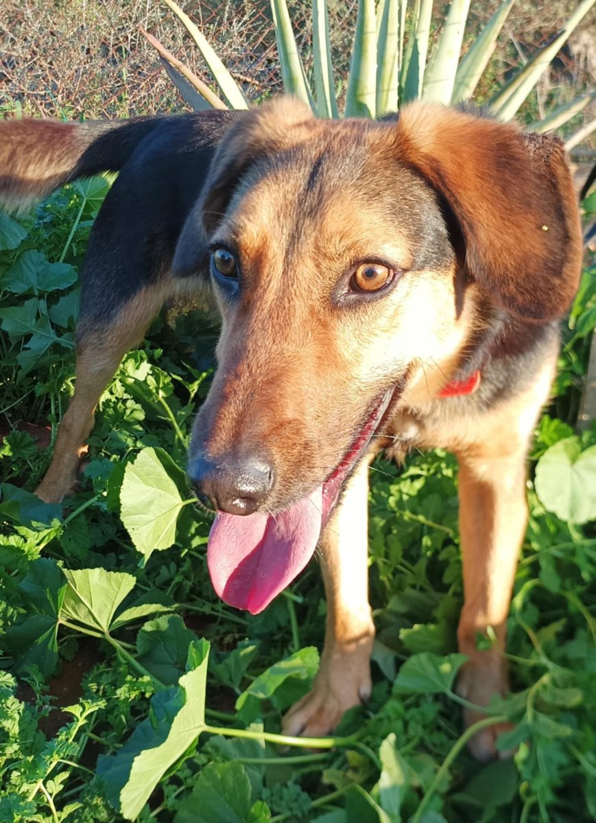 Ο όμορφος Reggie ψάχνει σπίτι. Έχει υπέροχο χαρακτήρα, είναι τρυφερός και παιχνιδιάρης! Βρέθηκε κουτάβι στην Εθνική, ο μόνος που επέζησε από την οικογένεια του, αφού η μανούλα και τα αδέρφια του ήταν νεκρά. Είναι 15 κιλά περίπου. Μήπως είσαι ο άνθρωπός του; Μήνυμα 👉6945593988