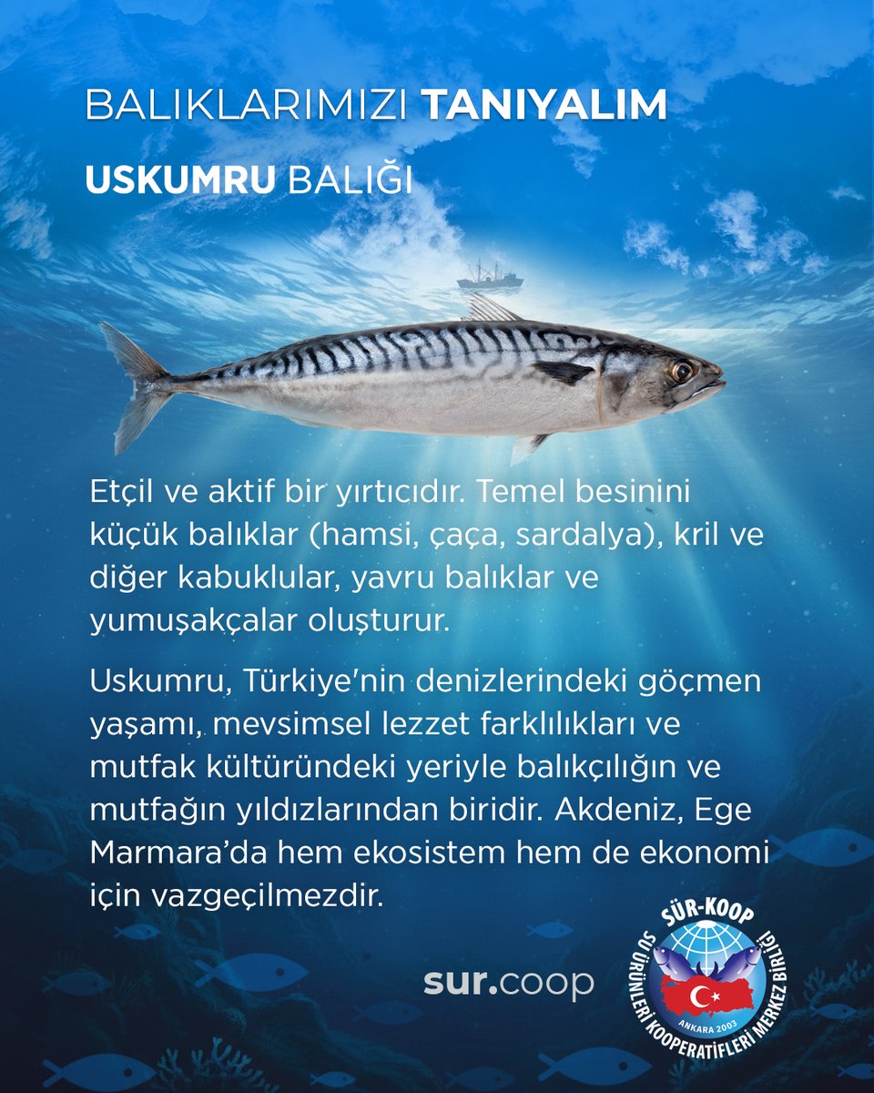 Balıkları tanıyalım: Uskumru Balığı 🐟
.
.
.
.
.
.
.
.
.
#balık #balıkçılık #avcılık #balıkavcılığı #uskumru #bunlarıbiliyormusunuz #sürkoop #suürünleri #deniz #denizürünleri