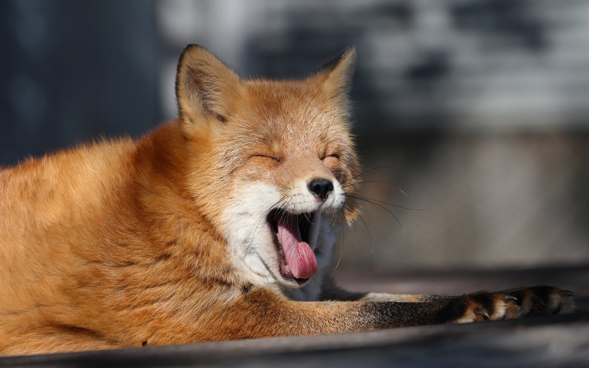 こぴー (@copy_photos) / Posts / X