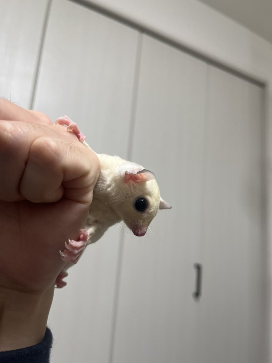 シシマル出品 しまほっけ（加工品） | 三富産業株式会社 | 青森県八戸市の水産加工会社