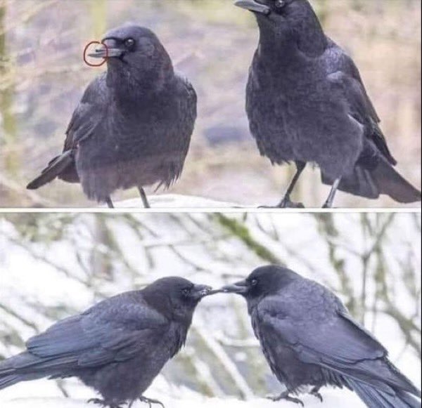 George and Mabel ~ A Love Story.

This crow couple has been together for more than 12 years. She broke her beak 8 years ago in a collision with a car. He has patiently fed her and loved her since.