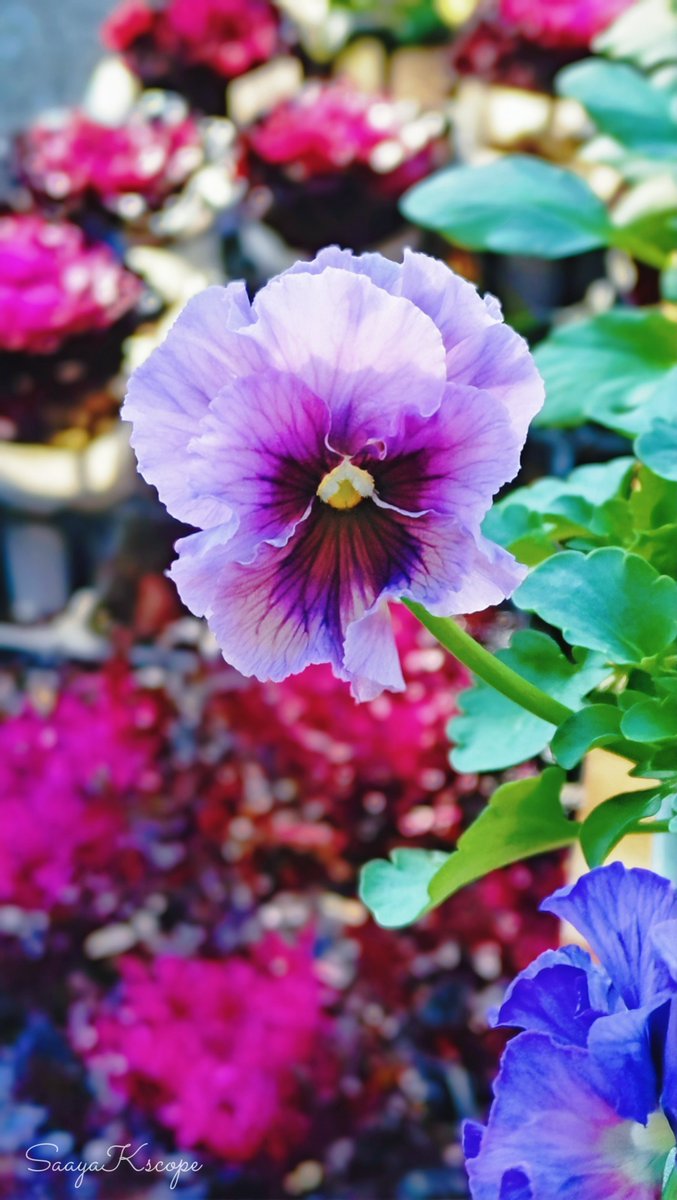 Flowers Community on X - 139.5K Members