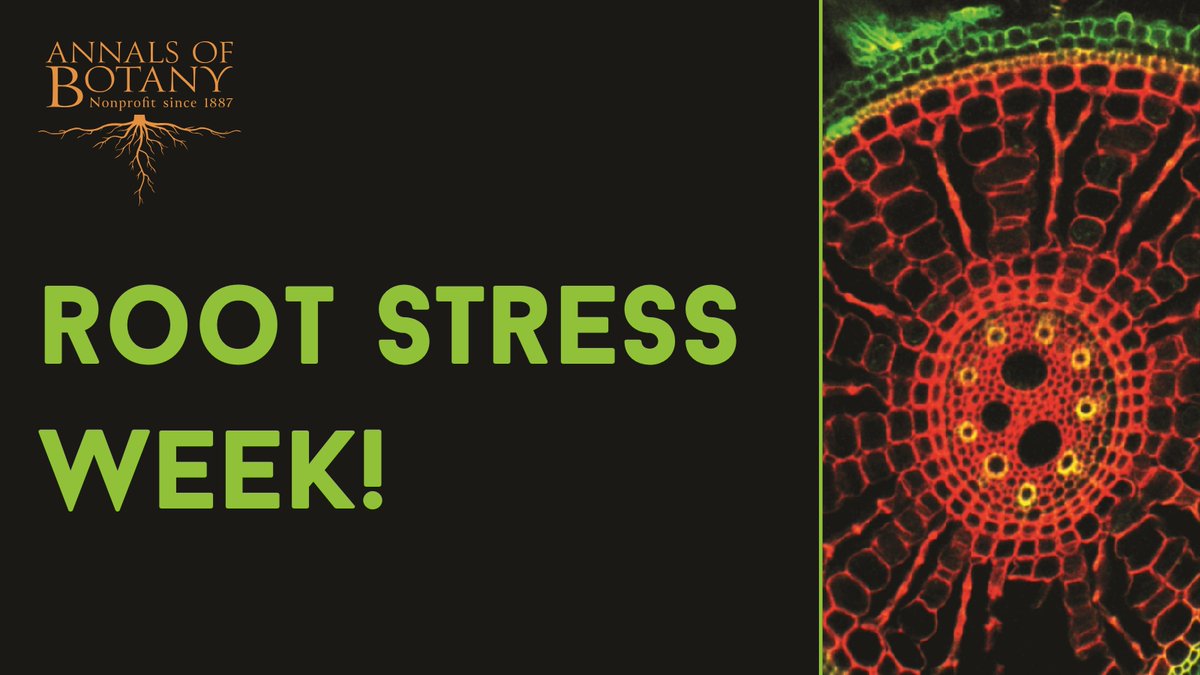 annbot's tweet photo. 🌱Welcome to our Root Stress Week! ⚡🔬

🌎During the next few days, @annbot will be highlighting the articles from the Special Issue "Stress Physiology of Root Systems"

💡Stay tuned!

#RootBiology #PlantStress #RootPhysiology #PlantScience https://t.co/nrC3qd1COc