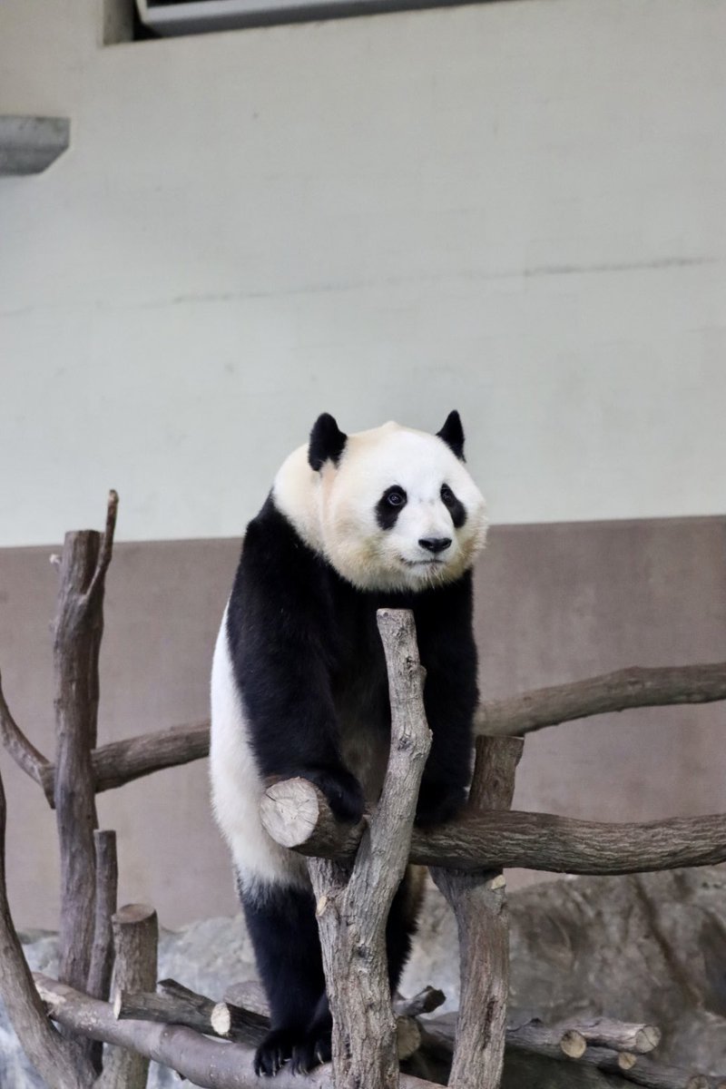 flypanda (@fly_panda6) / Posts / X