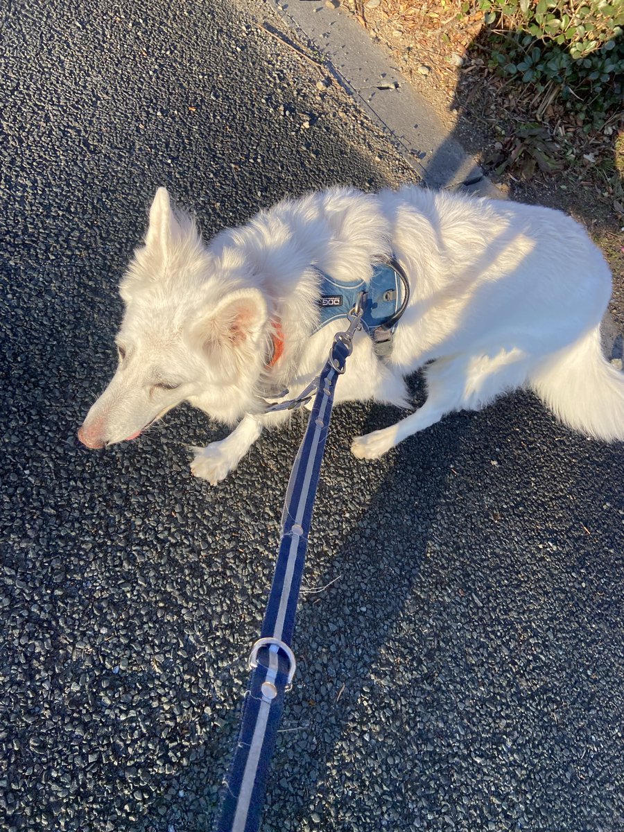 嗅野姫は家に帰らなければなりません