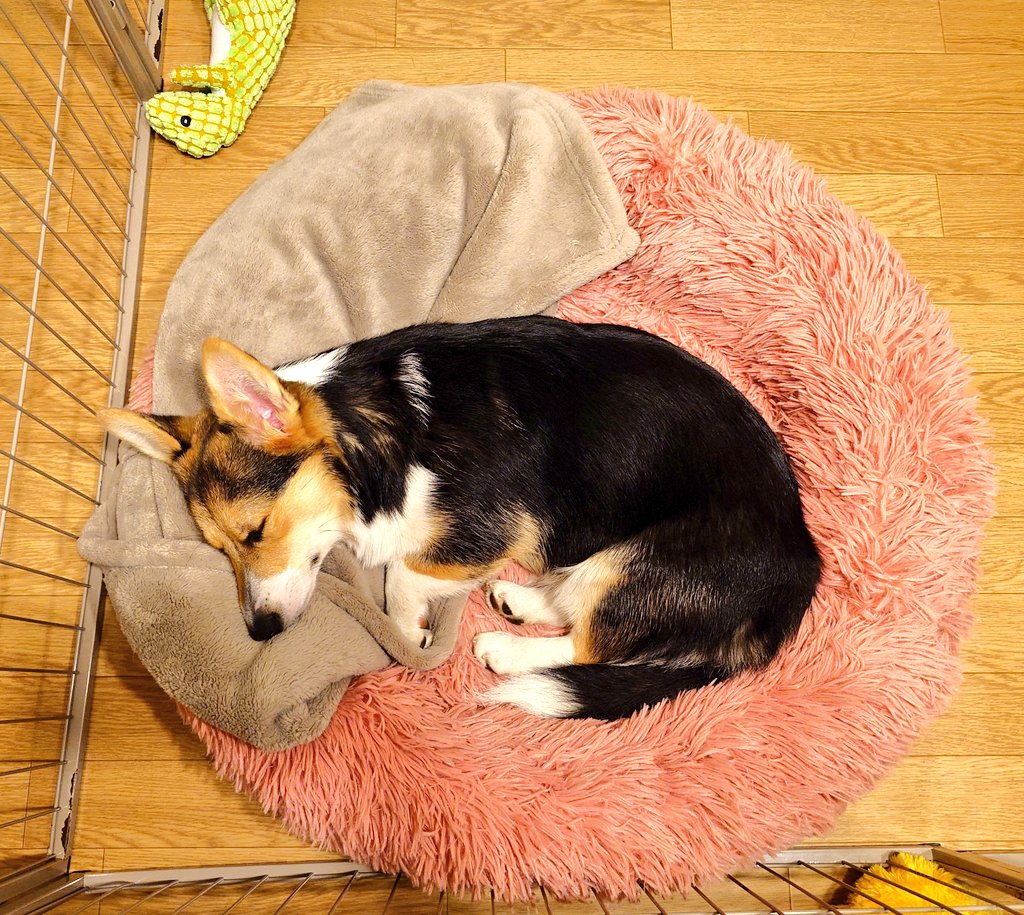 運命のコーギーをお迎えしてn日目のアカウント (@corgi_n_niti