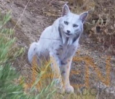 Desde que apareció el Lince Blanco todo han sido desgracias para el PSOE