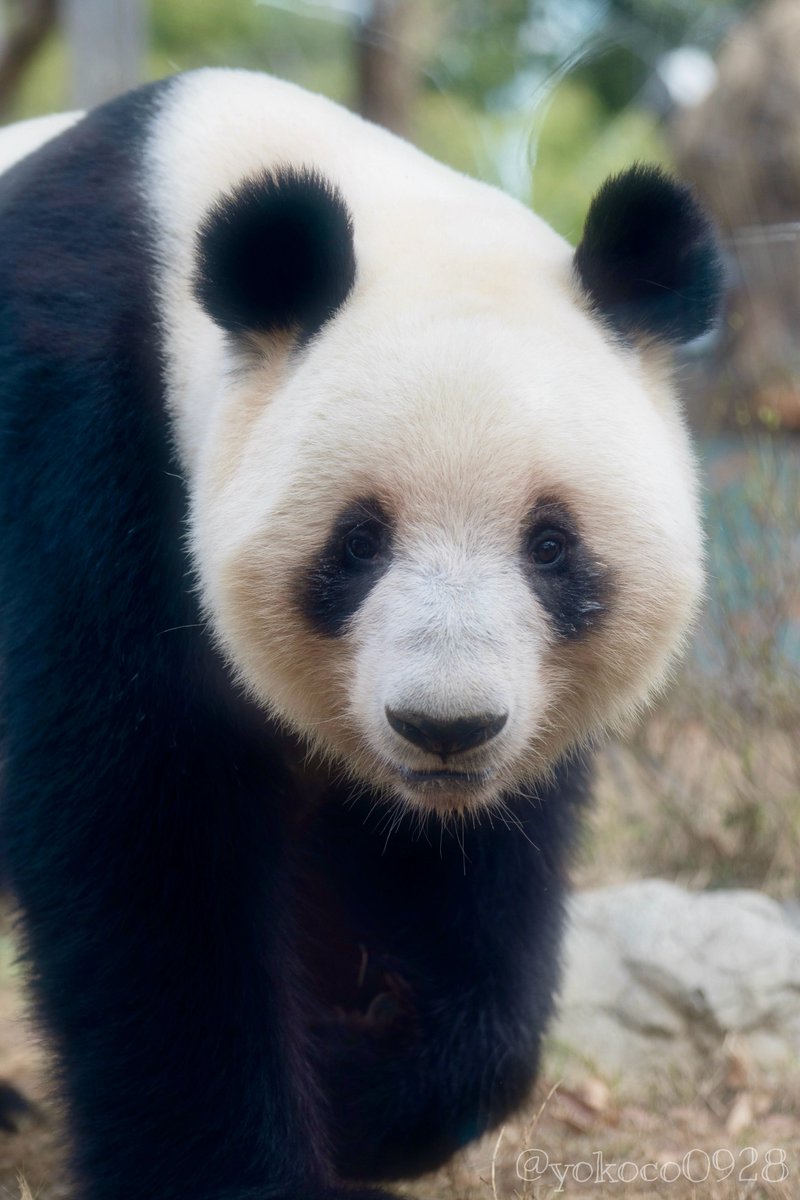 🐼🌻 (@beaatantan) / Posts / X