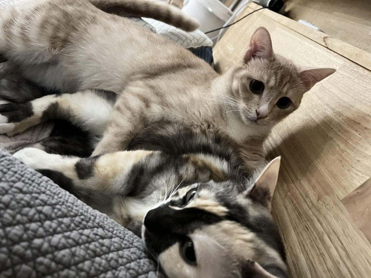 중년고양이가 애송이를 참아주고 있다