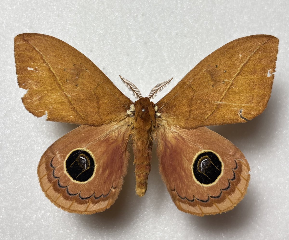 M0 (@mom0mom0mom0m00) / Posts / X