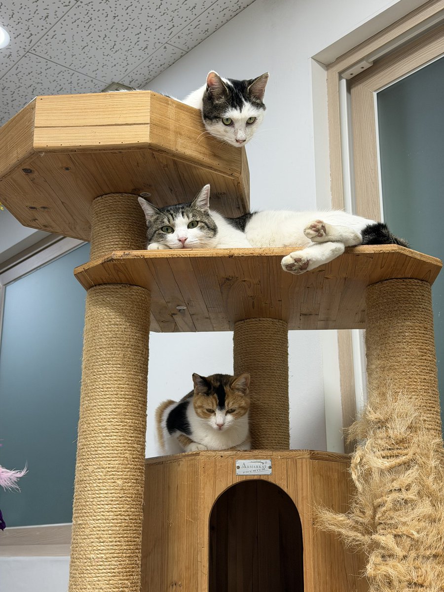 작업하다 문득 고개를 들면 이러고 눈이 마주쳐. 웃겨 징쯔. ㅋㅋㅋ