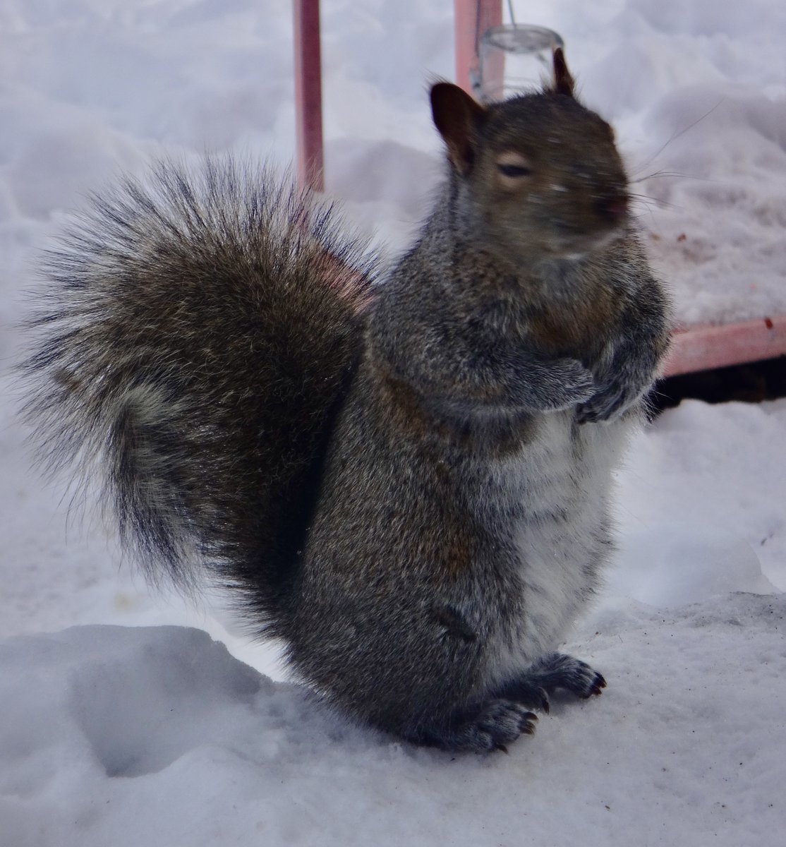 602Shaffer's tweet photo. When those below-freezing temps hit you in the face. Ouch! #Squirrels #BelowFreezing https://t.co/8OqlzD7hw2
