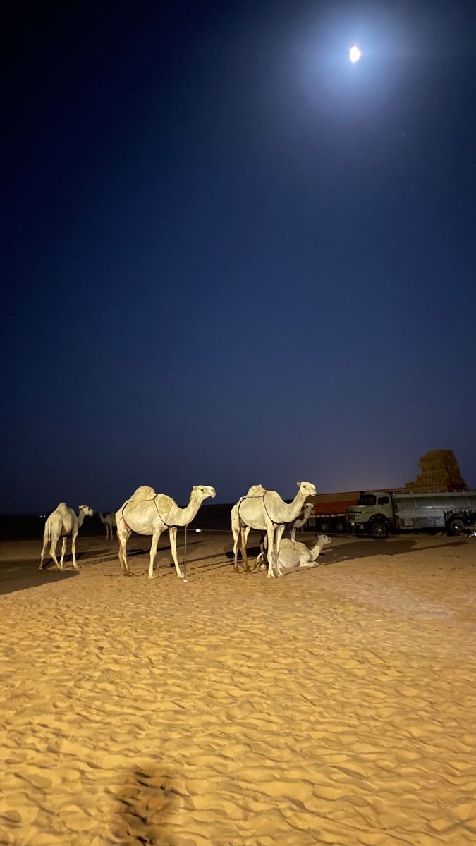 عبدالوهاب (@abdulwahabalraj) on Twitter photo 