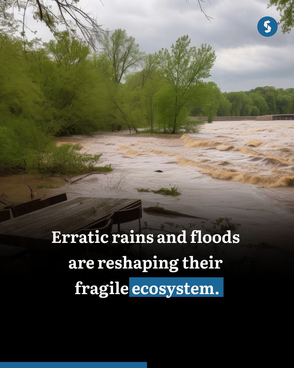 Secretariat_in's tweet photo. What began as an innovative way to turn invasive water hyacinth into sustainable products has become a source of dignity and income for rural women. But climate change—through erratic rains, frequent floods, and declining plant quality—is now putting this fragile green livelihood at risk, threatening both sustainability and survival.

#ClimateChange #GreenLivelihood #WomenEmpowerment #SustainableLiving #WaterHyacinth #ClimateImpact #RuralEconomy #EcoFriendly #GrassrootsInnovation #Sustainability #ClimateCrisis