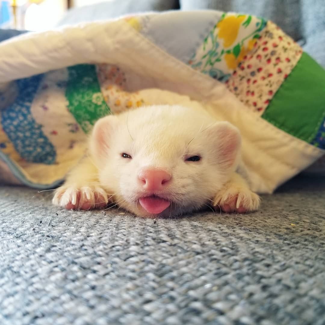 Ferret Every Hour (@ferretperhour) on Twitter photo 