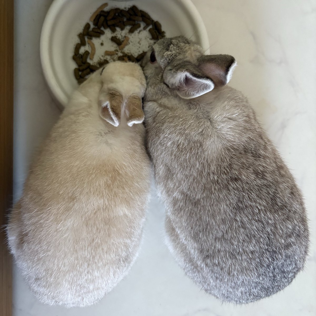 うさぎの足音。 (@NojWQDThw923430) / Posts / X