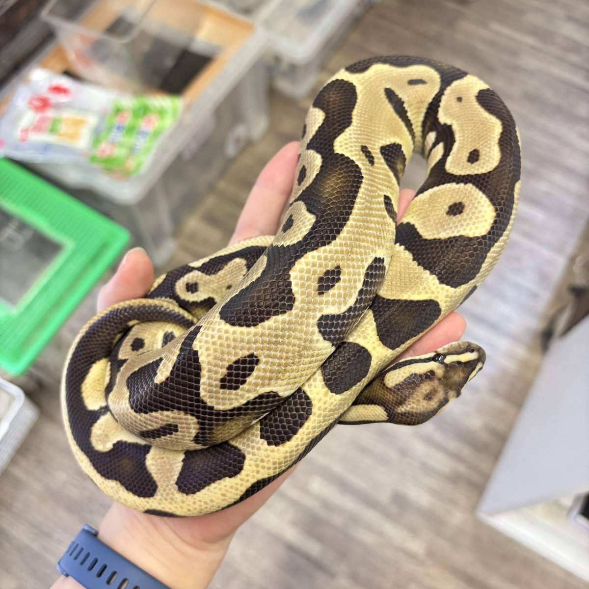 【✨️新入荷✨️】
ボールパイソン
レオパードデザートゴースト ♂

こちらも人気のデザゴ👻
レオパードで黒の発色がハッキリ🖤
シックな色合いがお好きな方に😘

この子も即戦力安心サイズです👍

お問い合わせお待ちしております🐍
 #ボールパイソン
 #蛇