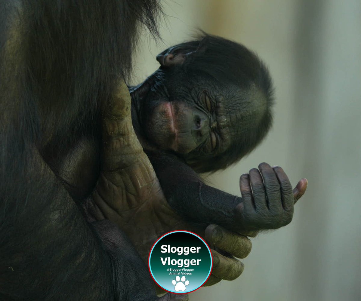 SloggerVlogger's tweet photo. Bonobo ape Yuli and her baby
#BonoboYuli #BonoboBaby #PrimateBond #ApeFamily #AnimalMoment https://t.co/F4yL2MtTvG