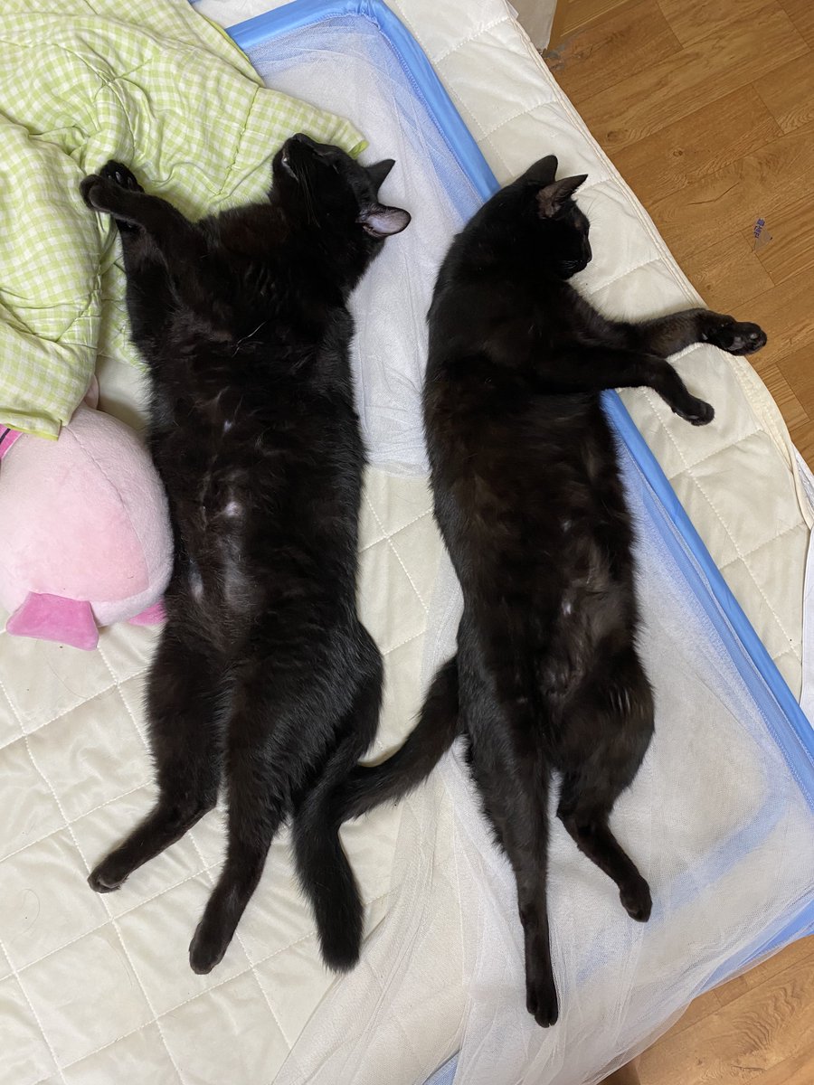 우리집에 길고삐쩍마른 검은거랑 뚱뚱딴딴한 검은거 있는데 길고삐쩍말른것은 맛잇는거먹다가 더맛잇는걸주면 그전에먹던 것은 근처도안가서 몸무게 반토막날때까지굶고(야이게단식투쟁을한다..뚱뚱딴딴한거는 습식을 먹긴잘먹지만 사료를 더 좋아하는 눈치
길이는 같은데 둘레가 다름