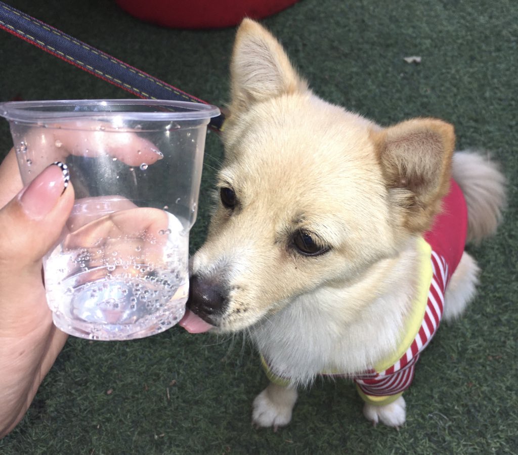 pianfung's tweet photo. @pan_mazari 数日前にチームビルディングに行ってバーベキューを食べた時に撮ったものです 私はその時イチゴを抱いていた 彼は本当に可愛い  超おとなしい  彼は大きくなったか、もう六ヶ月になるよ！🐕🐕🐕🤍🤍🤍🍞 https://t.co/IFhX5B5qCD