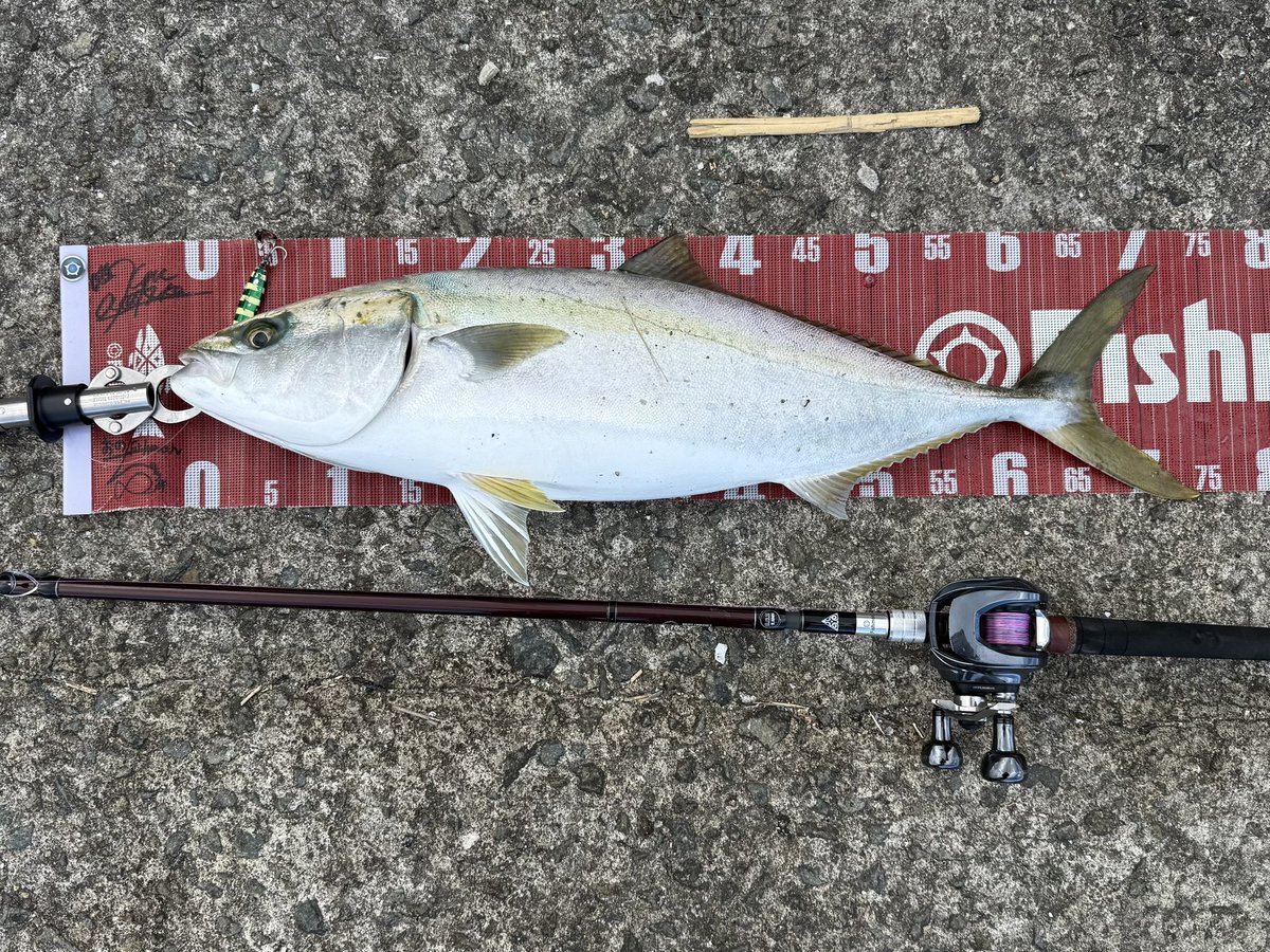 TkzBouzu's tweet image. B.C.5 9.6MH初陣 in 武庫川一文字

底にアタリが集中してるので早朝から約6時間ひたすらボトム狙いをするも異常無し😮‍💨

それでも帰りの船到着30分前に待望の一撃⚡️

メジロ74cmで入魂完了💪

来年また来ます🙏
#Fishman
#96MH最高
#ブリブリメジロ
#今夜は鰤しゃぶならぬメジロしゃぶw