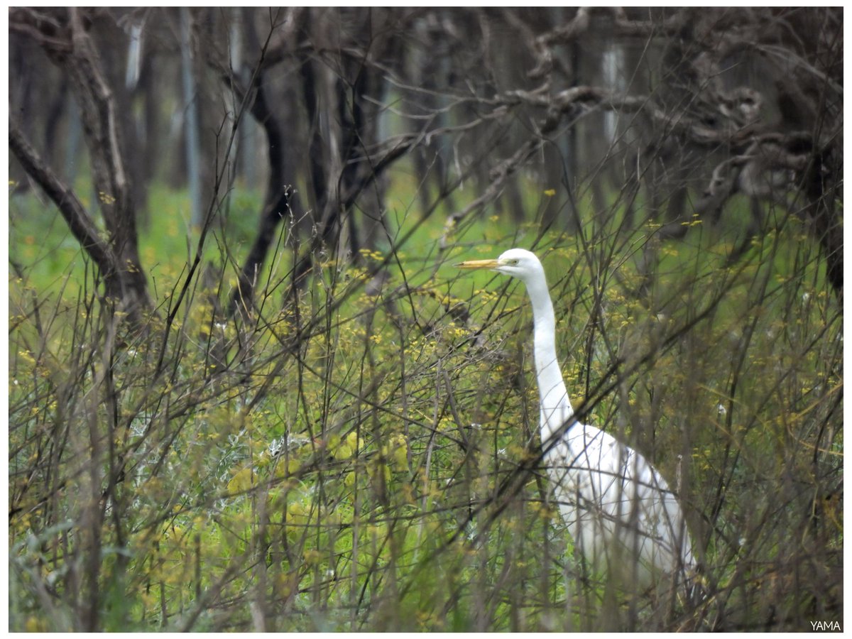 Yama_VP's tweet photo. •Ardea alba 

[Great White Egret] 

#Ardeaalba #Airone #aironebiancomaggiore #Egret #Ofanto #Apulia #Puglia #FiumeOfanto #Italy #Italia
#Birds #WildLife #WildLifePhotography 
#Afni #Photography #Nature #Yama山 https://t.co/9H7LBEHRkx