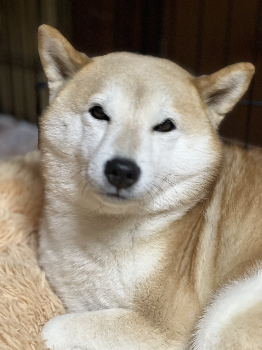 柴犬みかんQちゃん父ちゃん tweet media
