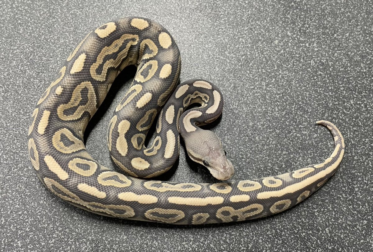 δ7Ballpython (@Delta7BP) / Posts / X