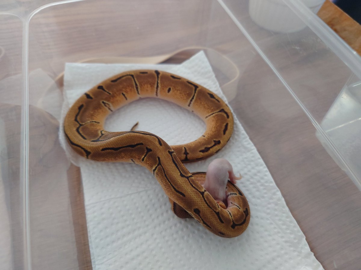 Re(Shinya) (@Shinya3969) / Posts / X