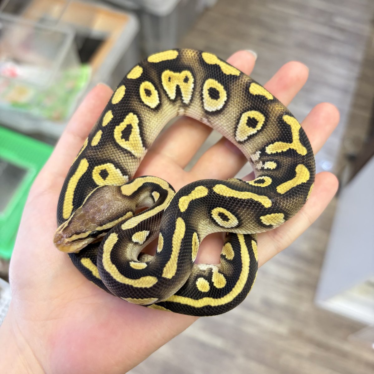 【✨️新入荷✨️】
ボールパイソン
パステルチョコレートモハべ100%hetクラウン ♂

黄色と黒色のコントラスト💛🖤
パキッとカラーがお好きな方に‼️
100%hetクラウンも人によっては
嬉しいポイントですかね🤡✨️

お問い合わせお待ちしております🐍
 #ボールパイソン
 #蛇