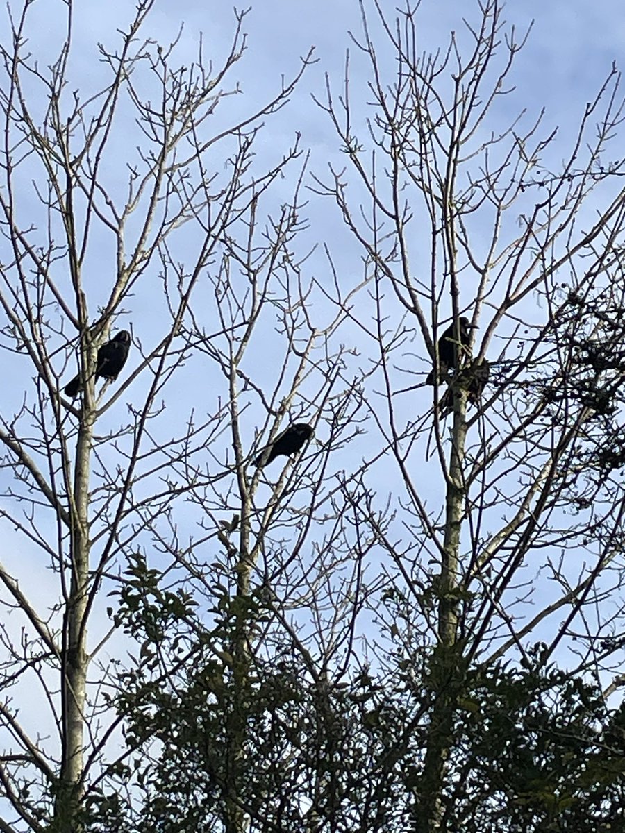 Noisy Rooks @MaliHalls A healthy population of Rooks in St Newlyn East…they were ...