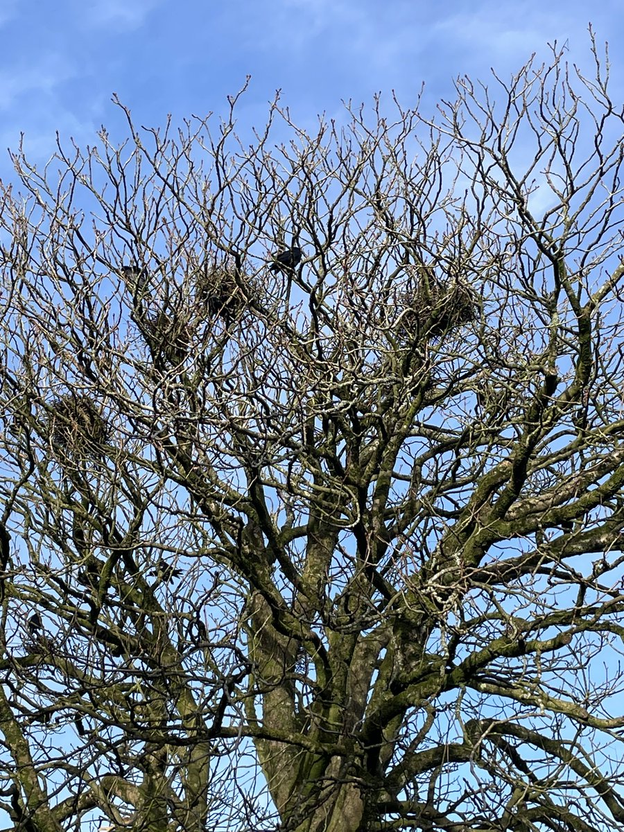 Noisy Rooks @MaliHalls A healthy population of Rooks in St Newlyn East…they were ...
