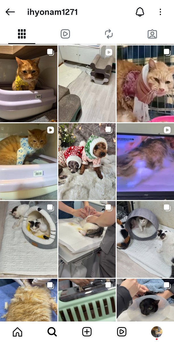 80마리 아이들을 혼자 돌보고 계십니다. 지금 있는 곳에서도 나가달라 계속 요구하고 있어서 월세를 밀리면 안되는데 요새 정말 힘드시대요. 알티만으라도 부탁드립니다. 
instagram.com/ihyonam1271