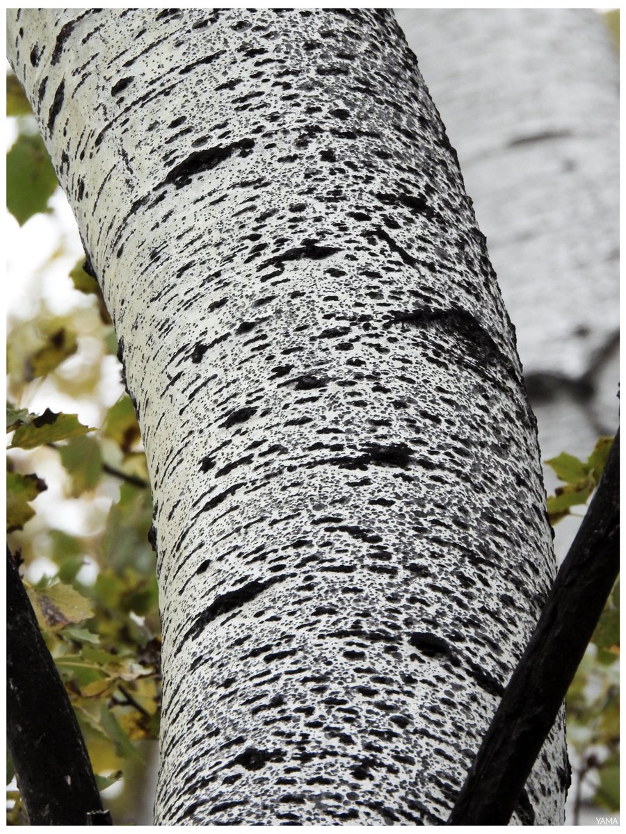 Yama_VP's tweet photo. •Populus alba Trunk Details 

[Pioppo bianco/ White poplar]

#Populusalba #Pioppo #PioppoBianco #WhitePoplar #Ofanto #Apulia #Puglia #FiumeOfanto #Italy #Italia
#Flora #Tree #Detail #Abstract #Minimal #WildLife #WildLifePhotography 
#Afni #Photography #Yama山 https://t.co/BLLOdcbpXF