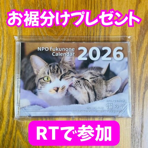 尊き命、保護猫ちゃんの写真がいっぱいです！！！ 金曜日まで💋