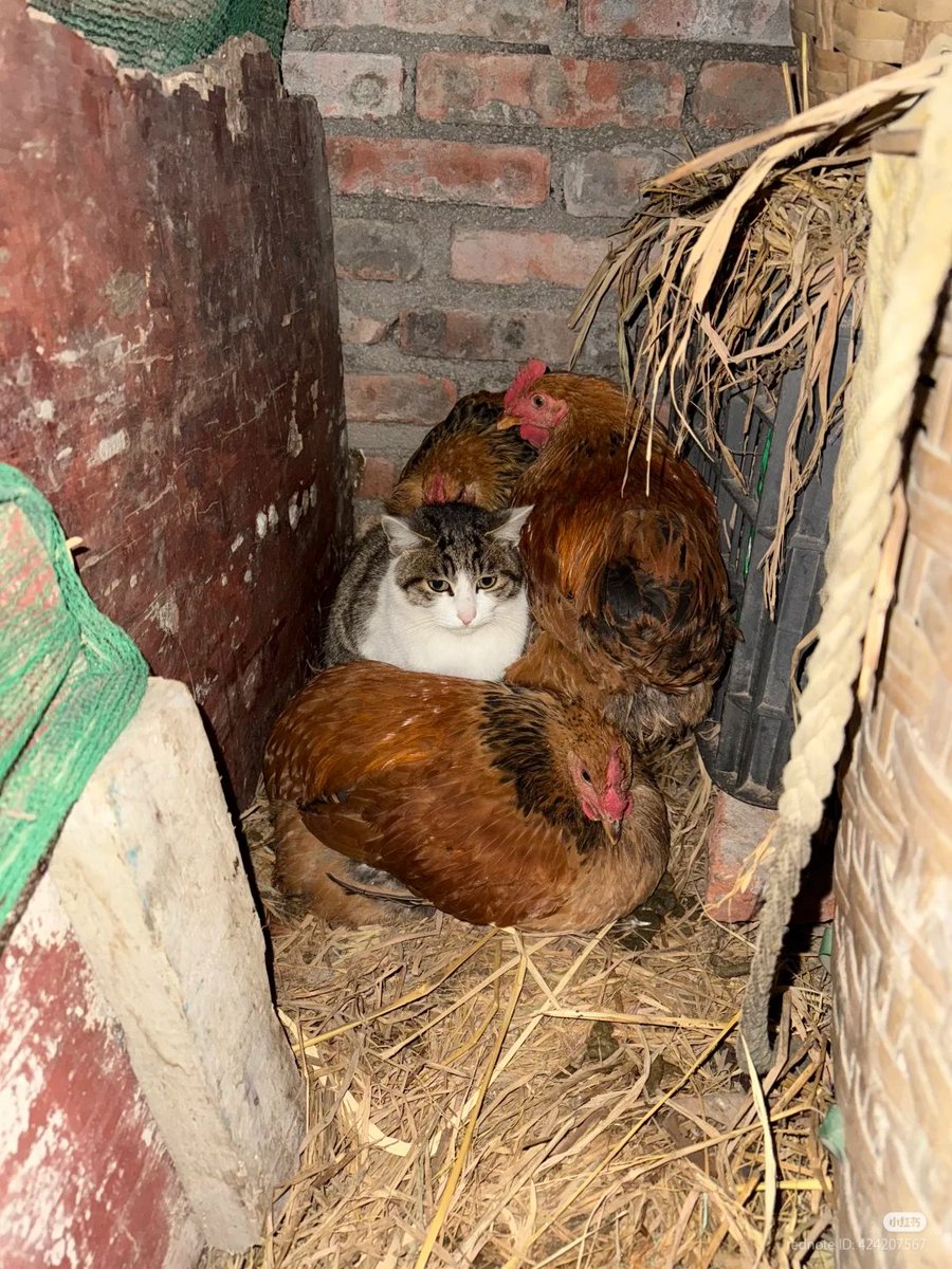 nocontextscats's tweet image. Blending in succesfully