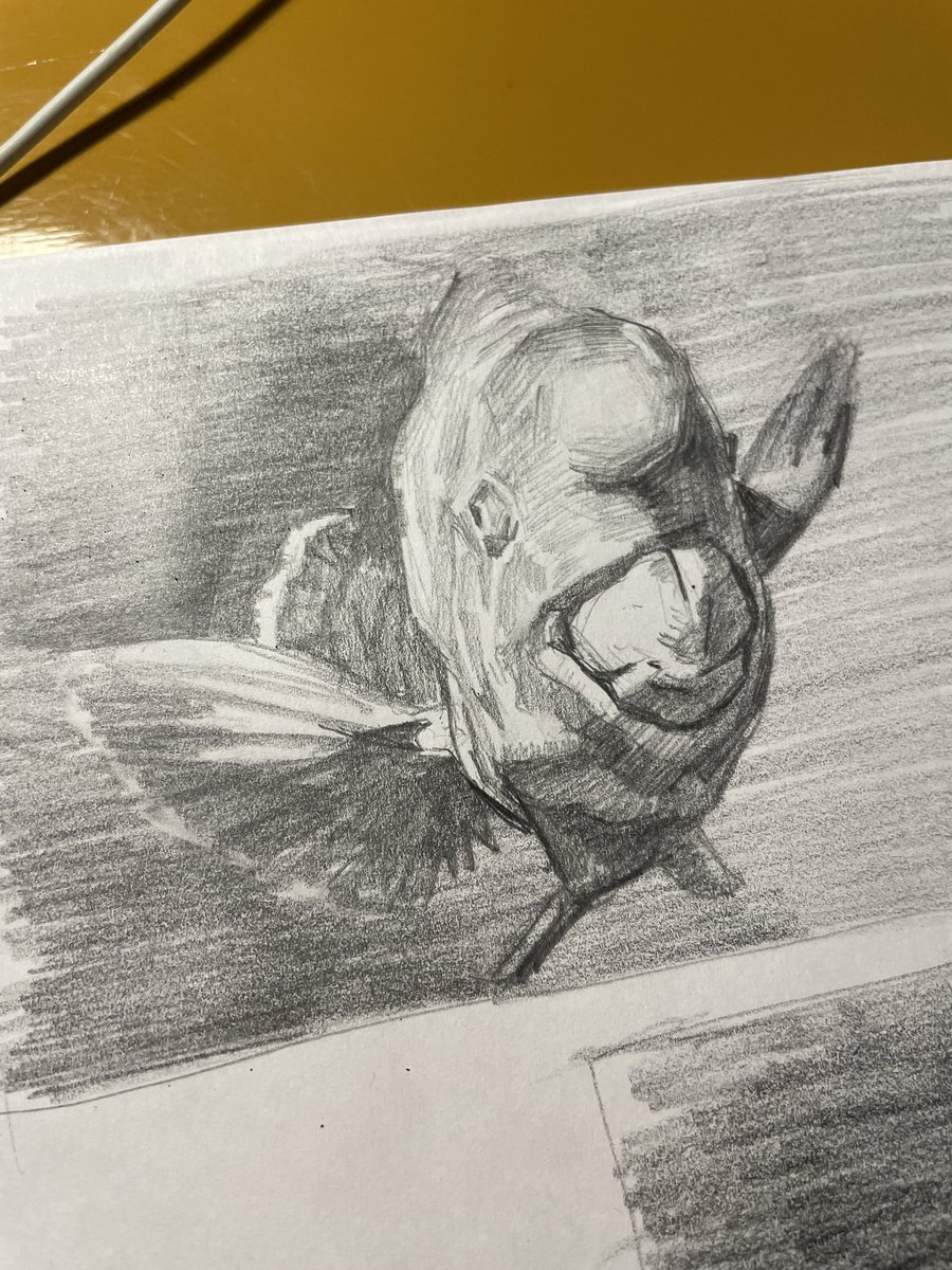 buri/ぶり tweet media