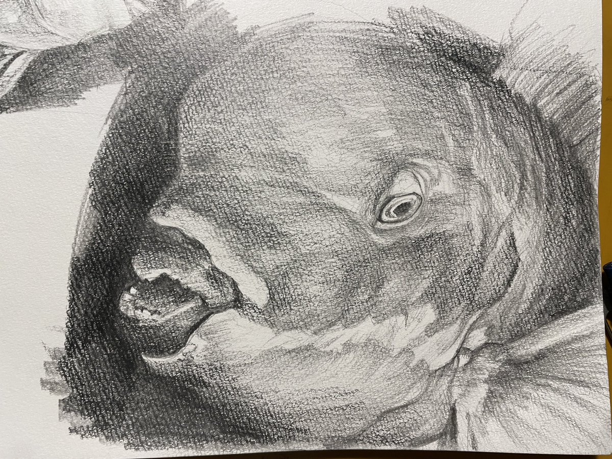 buri/ぶり tweet media