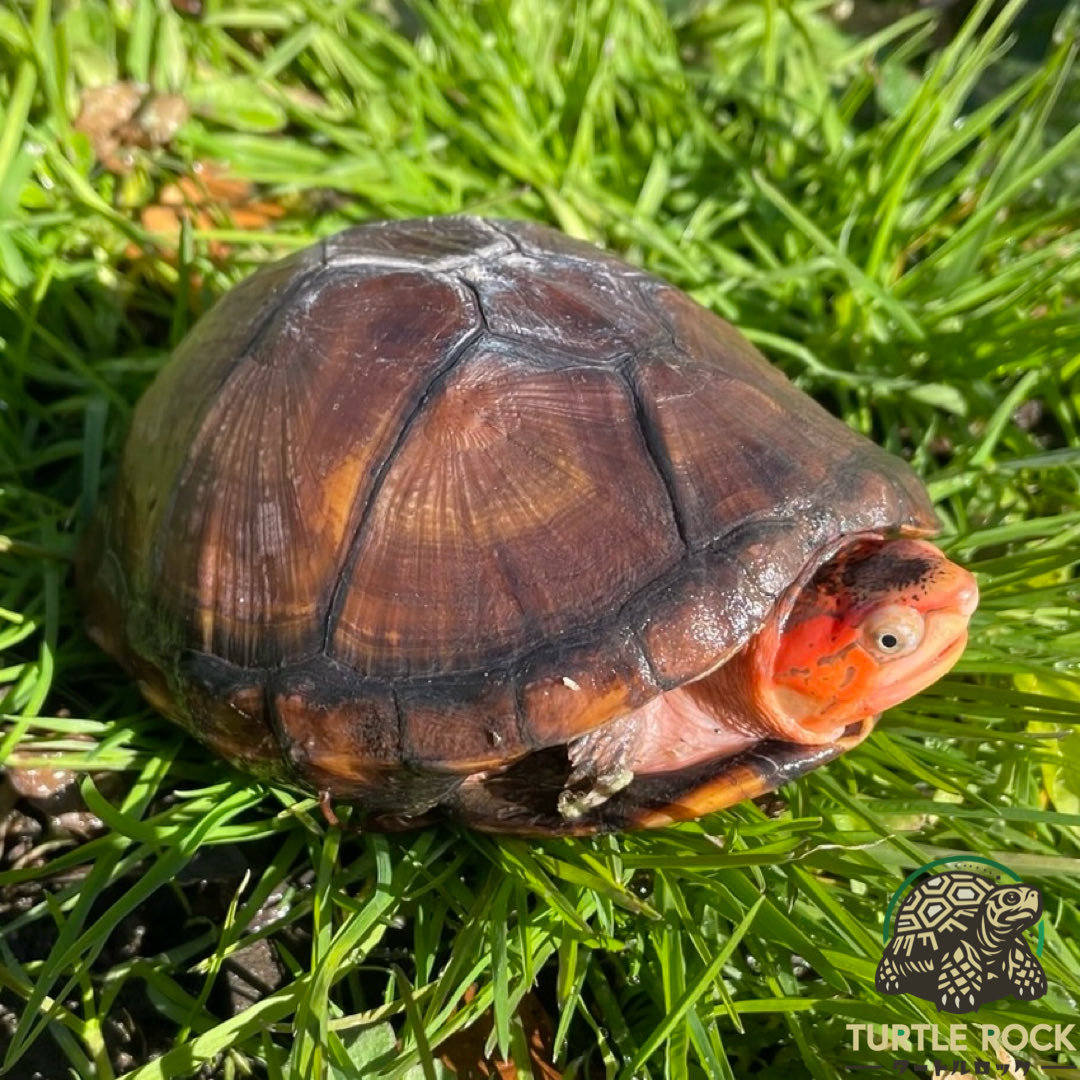 #ホオアカドロガメ の産卵がはじまりました🐢🥚✨このクラッチはTSD雄設定を予定しております！
参考に2枚目は2022年に孵化した個体の写真です🍒